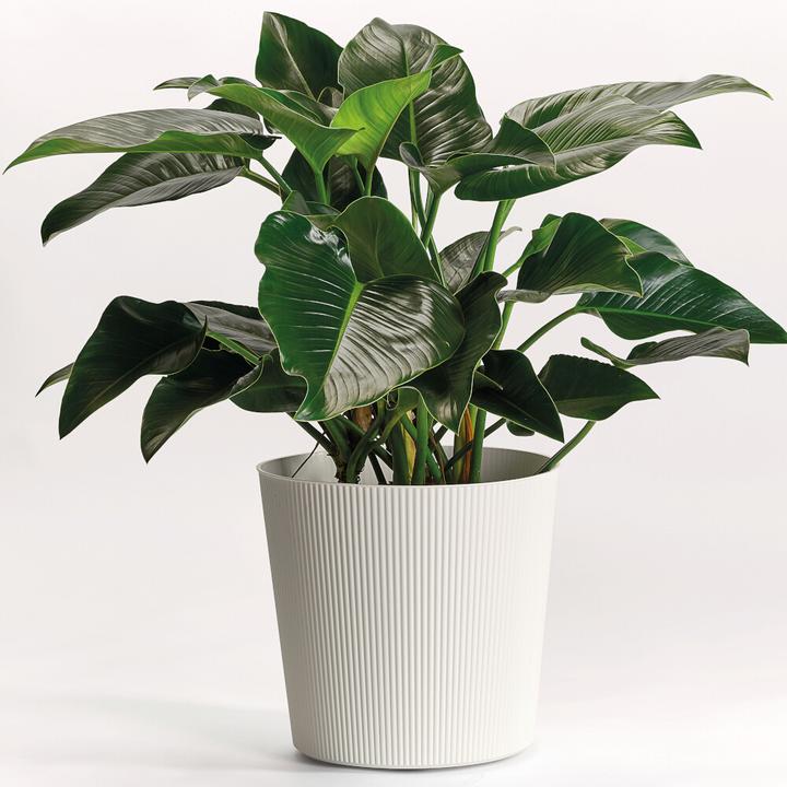 Produktbild Euro3plast Blumentopf Fyre Ø 30 cm weiss Greener, mit Rollen