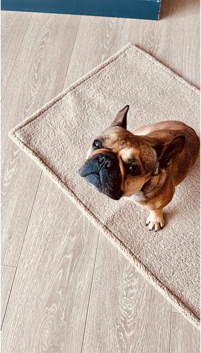 Image du produit Laboni Couverture Teddy L (Chien)