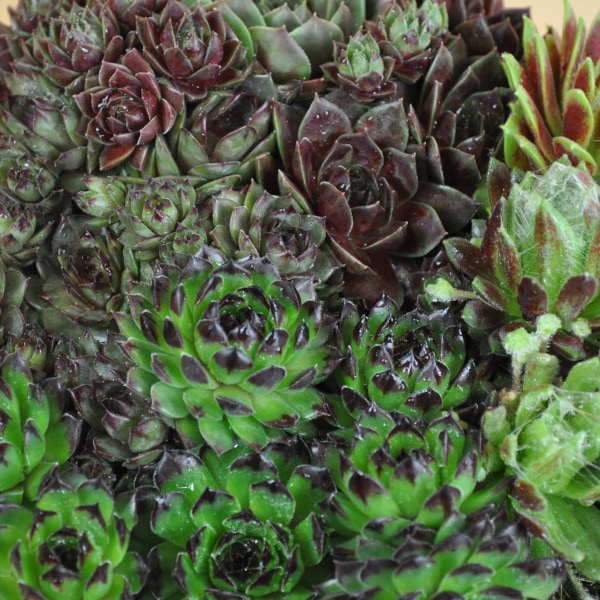 Immagine prodotto Säntispracht Der robuste Hauswurz - Sempervivum (10 cm)