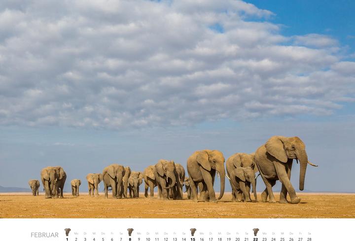 Produktbild Elefanten Kalender 2026