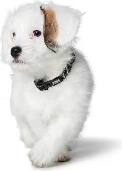 Immagine prodotto Hunter Canadian Up per cani nero S/1 (1, S, Cane, Generale)
