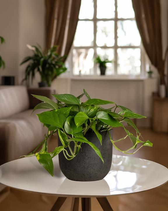 Produktbild feey Grosse Efeutute (45 cm, Frisch umgetopft)