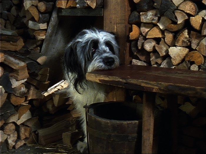 Image du produit Collection Willy Wuff - Édition 5 films (DVD, 2018, Allemand)