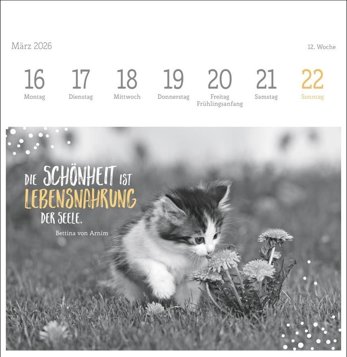 Produktbild Katzen Weisheiten Premium-Postkartenkalender 2026 (16,5 x 17,7 cm)