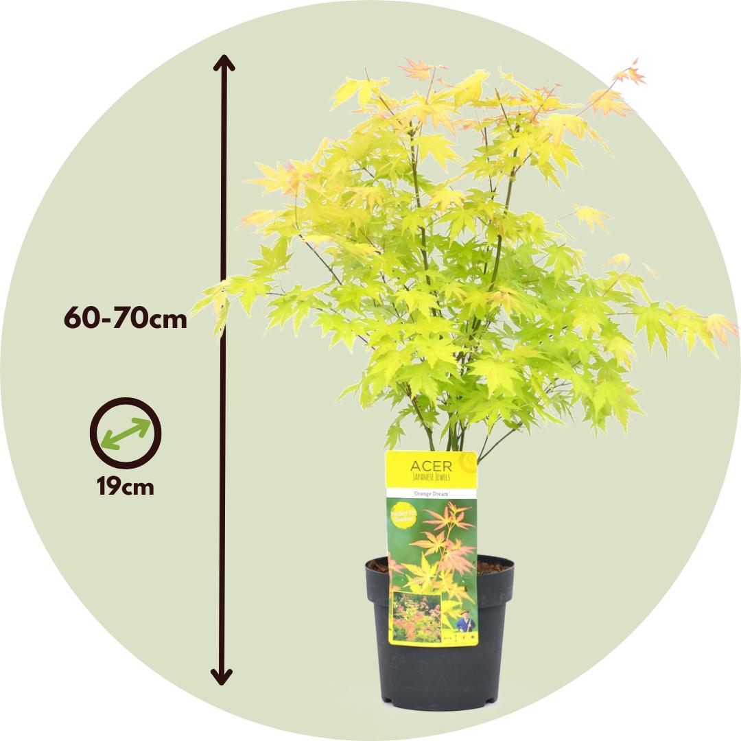 Thumbnail - Plant in a Box, Pflanzen, Acer palmatum 'Orange Dream' - 2er Set Ahornbäume (60 cm)