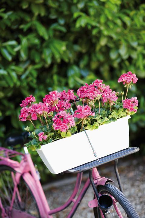 Actual product image Elho Barcelona (20 cm)