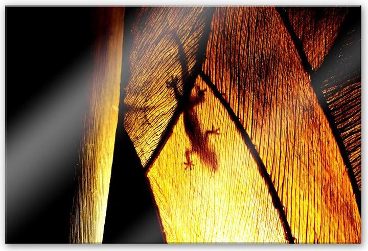 Immagine prodotto Trenddeko ombra gioco (60 x 40 cm)