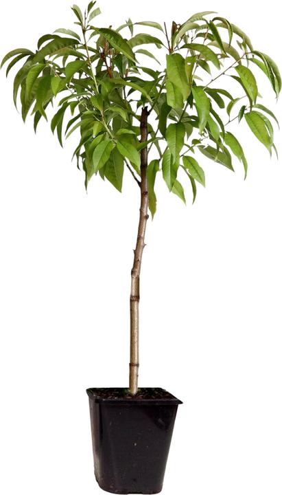 6 Himbeerpflanzen 'Herbstglück' - Winterhart Im 9cm Topf