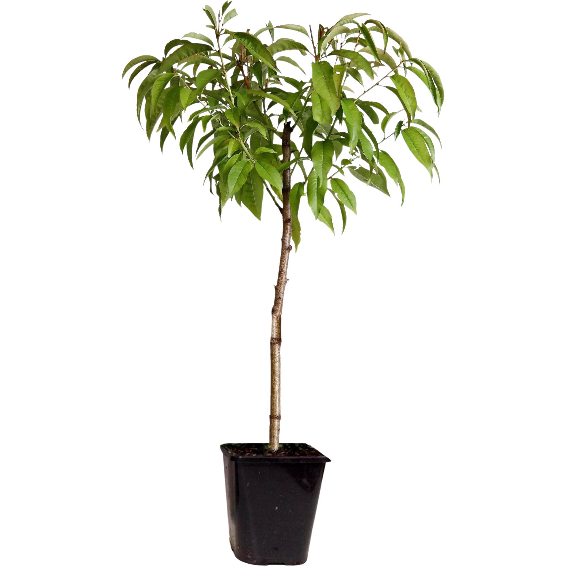 Plant in a Box, Pflanzen, Prunus Persica 'Saturne' - Pfirsichbaum (60 cm)