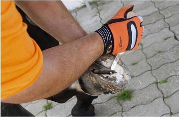 Actual product image Kerbl Double professional hoof knife