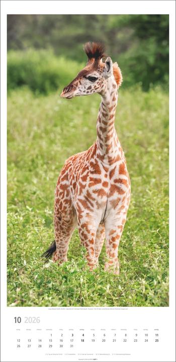 Produktbild Giraffen Kalender 2026 (33 x 68 cm)