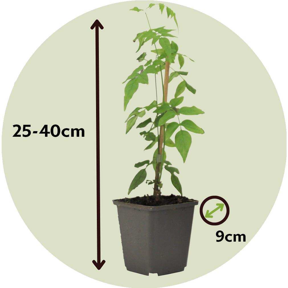 Thumbnail - Plant in a Box, Pflanzen, Trachelospermum jasminoides 'Officinale' - 3er Set Jasmin (25 cm)