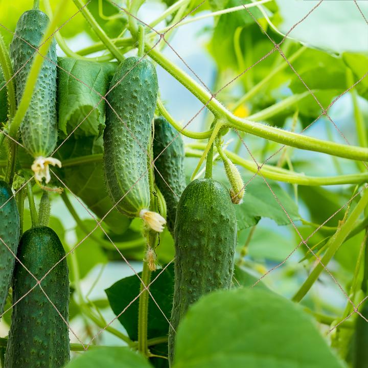 Image du produit Relaxdays Ranknetz (10 cm, 5 cm)