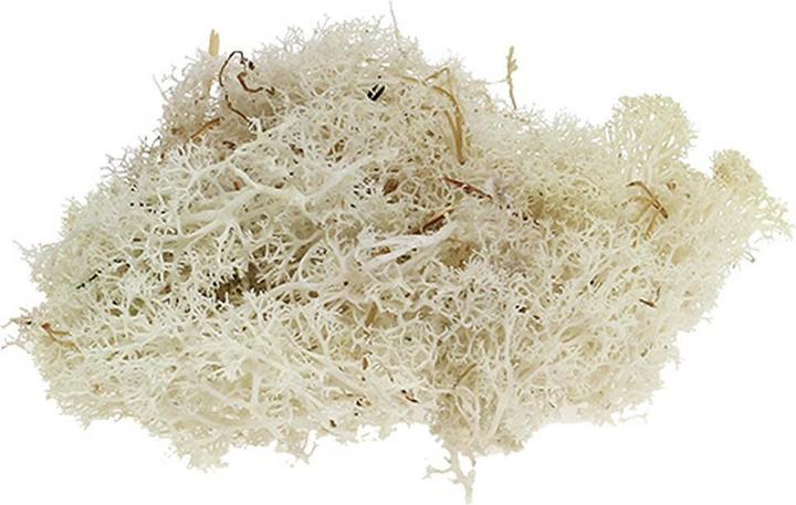 Actual product image Flowerbox Iceland moss