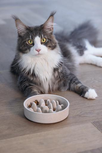 Actual product image Designed by Lotte Cat Pom (0.41 l)
