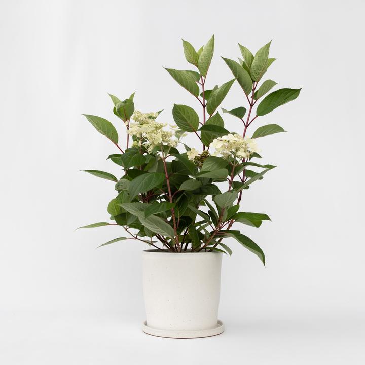 Produktbild Plant in a Box Hydrangea paniculata 'Early Harry' - Hortensie (25 cm)