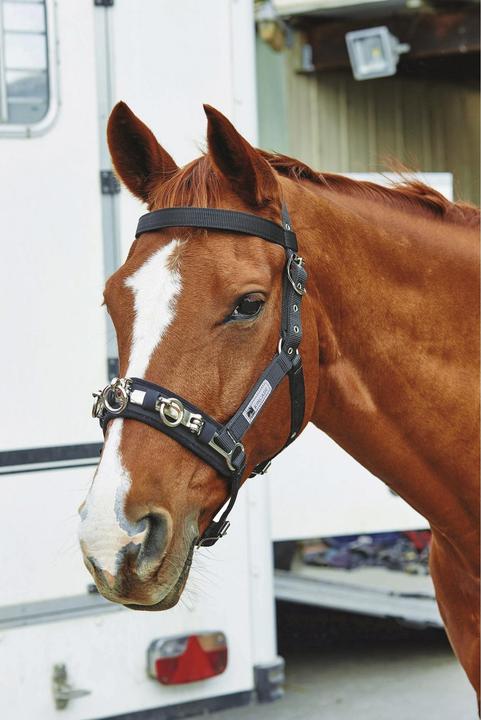 Actual product image Kincade Coordinate Longe Cavesson cavesson bridle