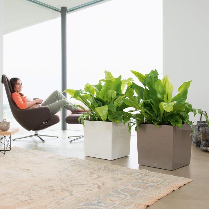 Produktbild Lechuza Cube (49 x 49 x 49.50 cm)