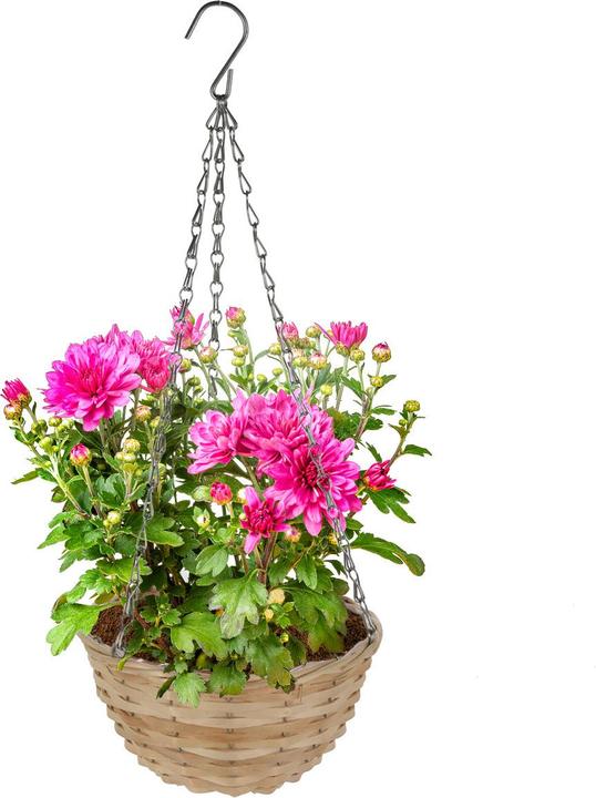 Produktbild ProGarden Hängeblumentopf-Set (30 x 16.50 cm)