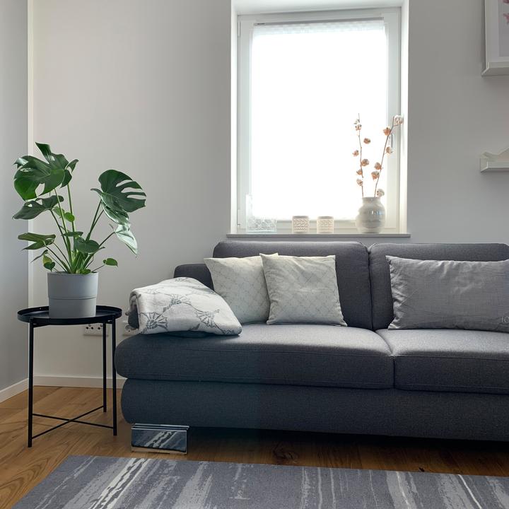 Immagine prodotto Flowerbox Foglia di finestra - Monstera Deliciosa (75 cm)