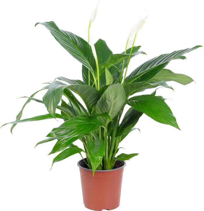 Actual product image Flowerbox Peace lily 4-8 flowers/buds - height ca. 70 cm, pot-Ø 17 cm - Spathiphyllum (70 cm)