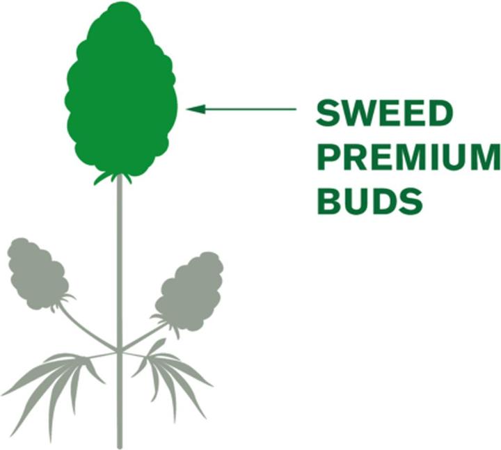 Produktbild Sweed Super Silver Haze (2 g, Indoor)