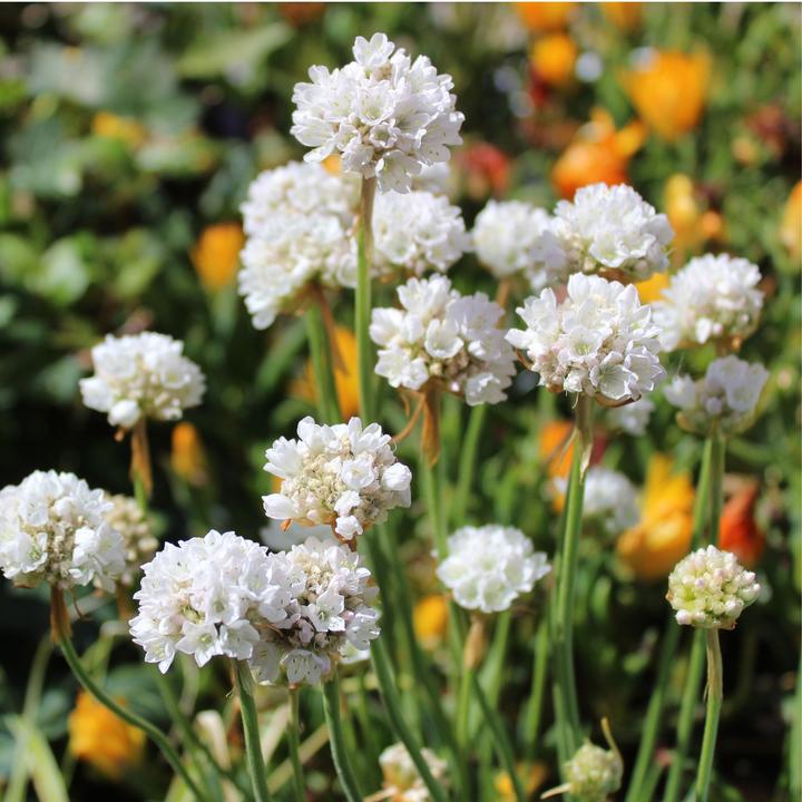 Actual product image Plant in a Box Armeria maritima Deep White - Set of 3 roses (20 cm)