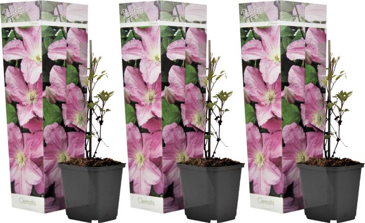 Immagine prodotto Plant in a Box Clematis 'Hagley Hybrid' - Set di 3 clematis (25 cm)