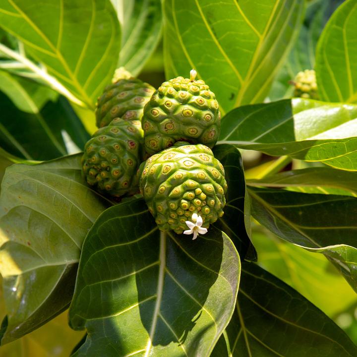 Image du produit Sekoya Noni | Extrait de jus de noni (90 pièce(s), Capsules)