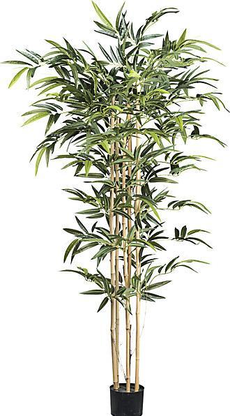 Produktbild kaiserkraft Bambus mit Naturstamm (150 cm)