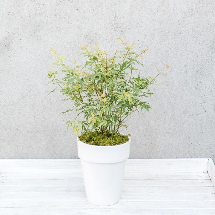 Actual product image Plant in a Box Acer palmatum 'Butterfly' - Maple tree (25 cm)