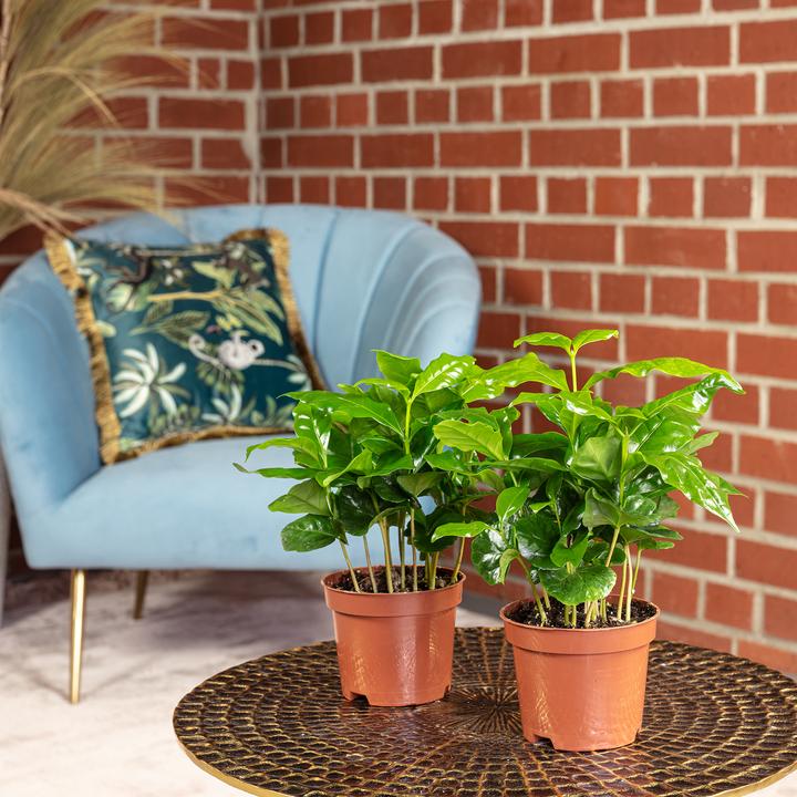 Immagine prodotto Flowerbox Set da 2 pianta del caffè