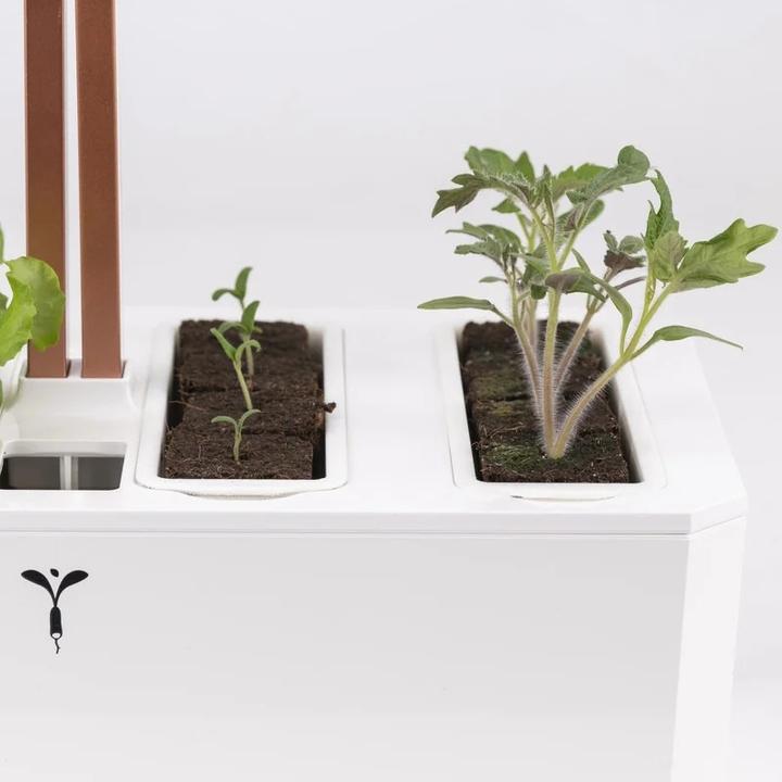 Immagine prodotto Véritable Seedling Kit
