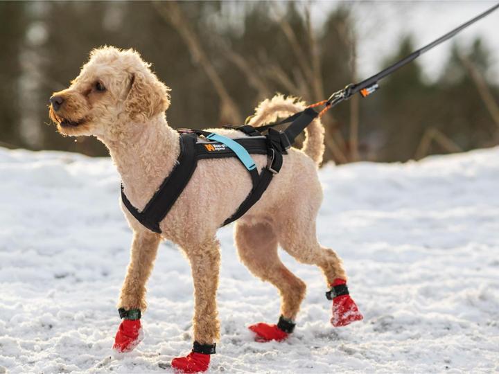 Produktbild Non-Stop Dogwear Freemotion Harness (4, Hund, Spazieren)