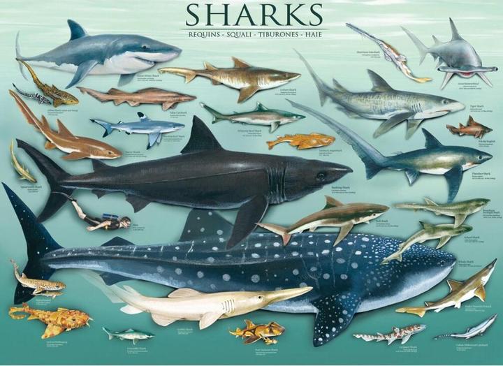 Actual product image Eurographics Sharks (1000 pieces)