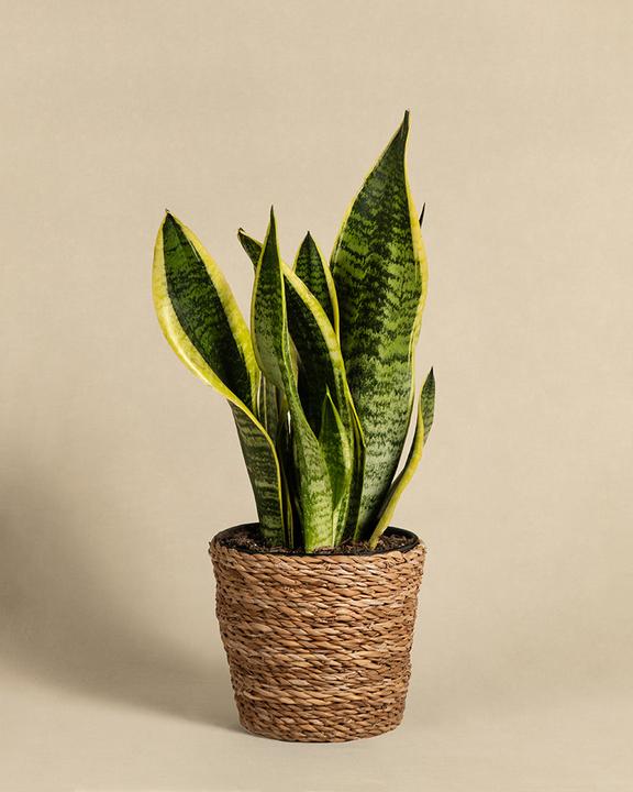feey Schwiegermutterzunge (35 cm, Frisch umgetopft)