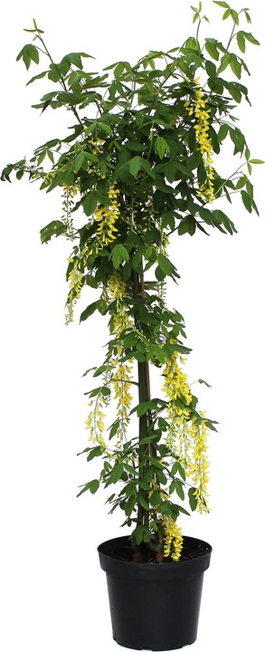Produktbild Zulauf Goldregen / Laburnum water.(x) 'Vossii' (100 cm)