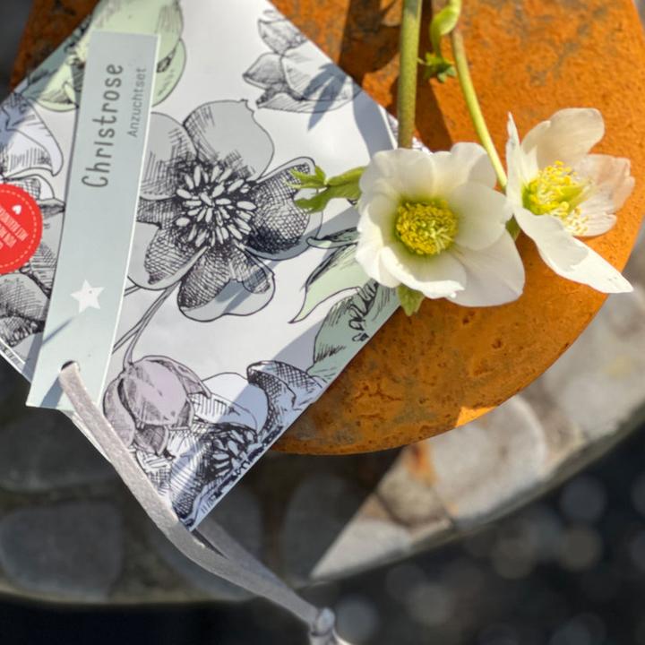 Produktbild Wunderle Wundertüte Weihnachtsgruss Christrosen Anzuchtset (Geschenktüte, 1 x)