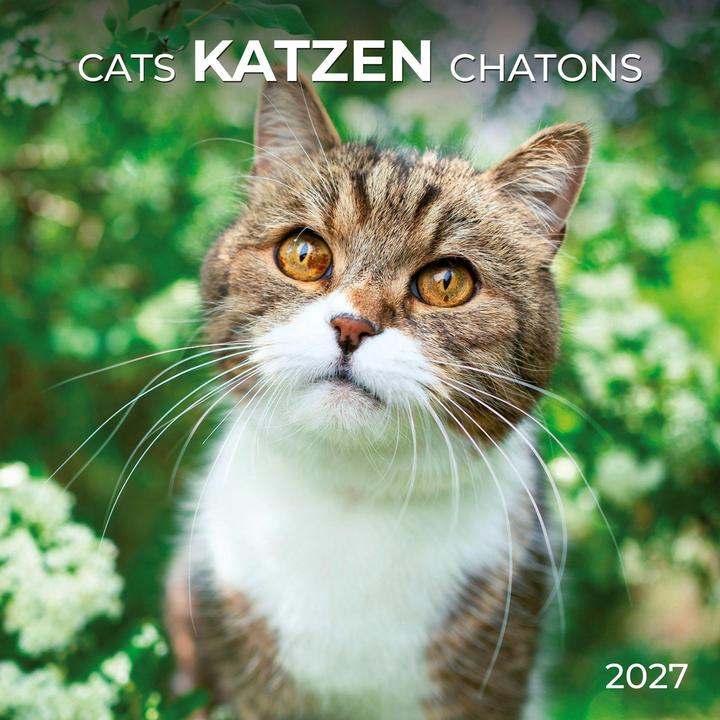 Produktbild Katzen / Cats 2027