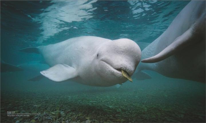 Produktbild National Geographic Das geheime Leben der Wale (Deutsch, Brian Skerry, 2022)