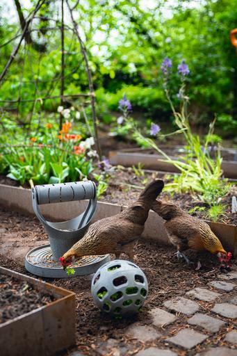 Actual product image Beeztees Chicken Snack Ball