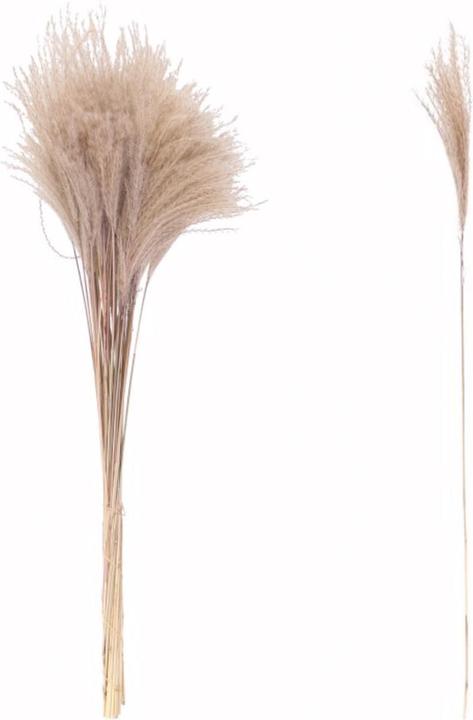 Image du produit Natura Punto Herbe de la pampa (Herbe de la pampa)