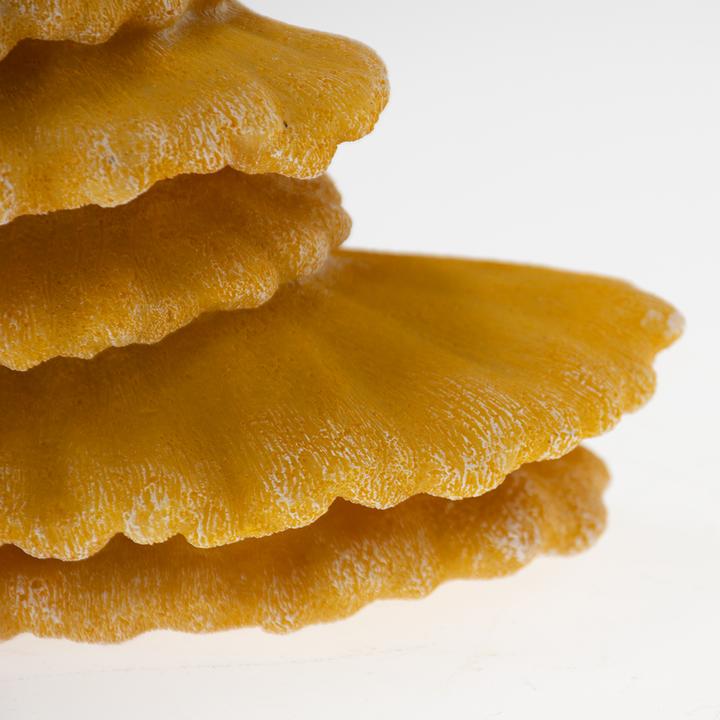 Actual product image Terra della Floating
