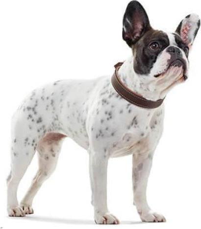 Produktbild Hunter Halsband Porto, dunkelbraun/cognac (45, Hund)