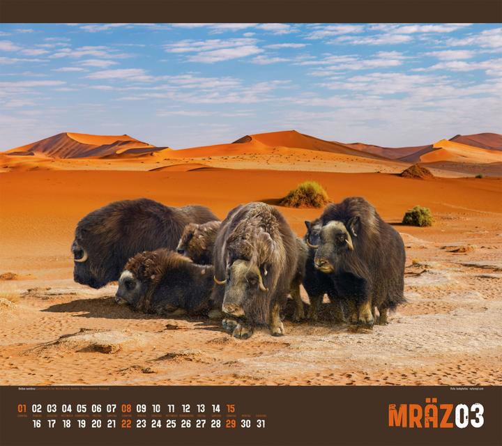 Actual product image Verrückte Welt Kalender 2026 (54 x 48 cm)