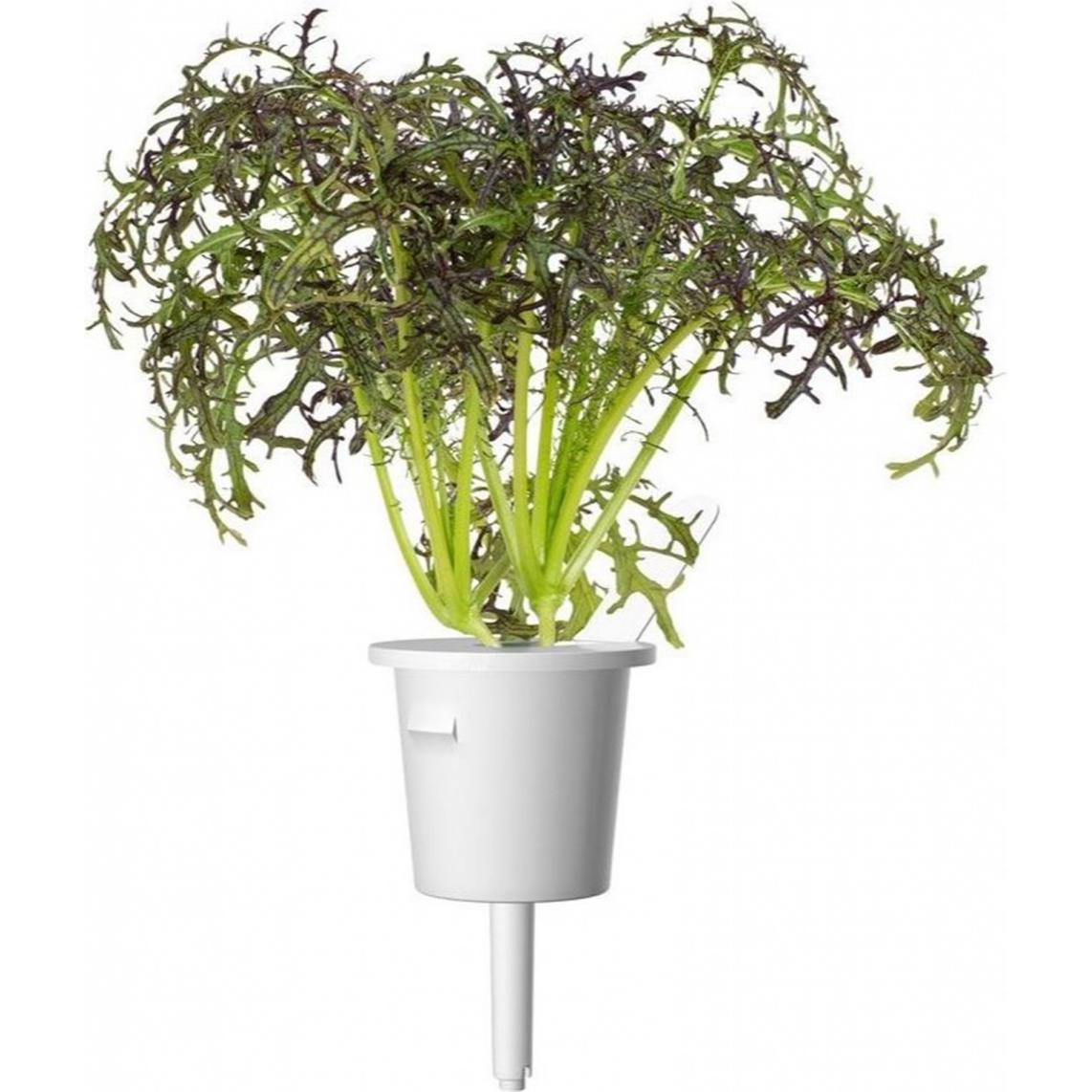 Thumbnail - Click and Grow, Samen, Saatgut Roter Rüschen-Senf, 3er-Pack (Kräutersamen)