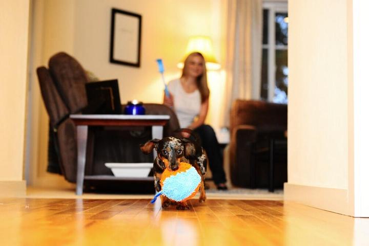 Actual product image Chuckit! Chuckit - Indoor Shaker - (CHUC214201) (Ball toy dog)