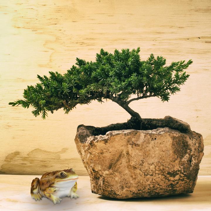 Actual product image Relaxdays Cast Stone Frog Garden Statue