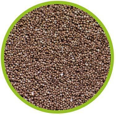 Actual product image Hobby Artemia Raising Bowl (282 cl)