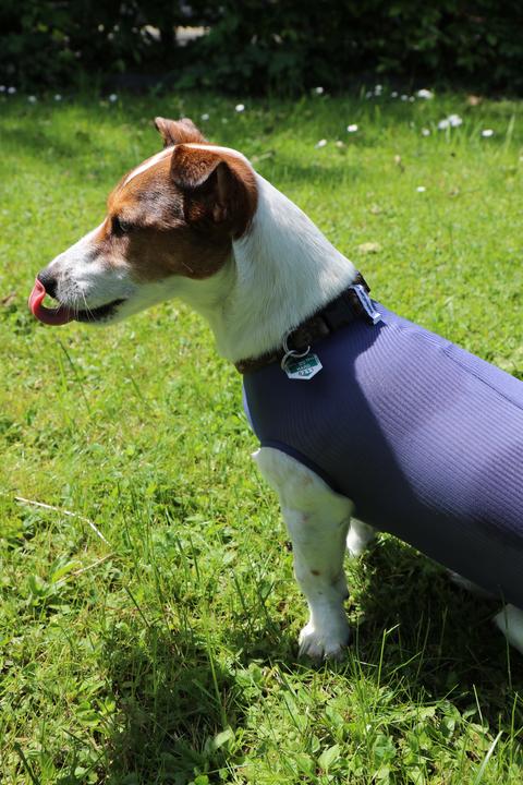 Image du produit Vetmedcare Body Dog Chienne Body Basic